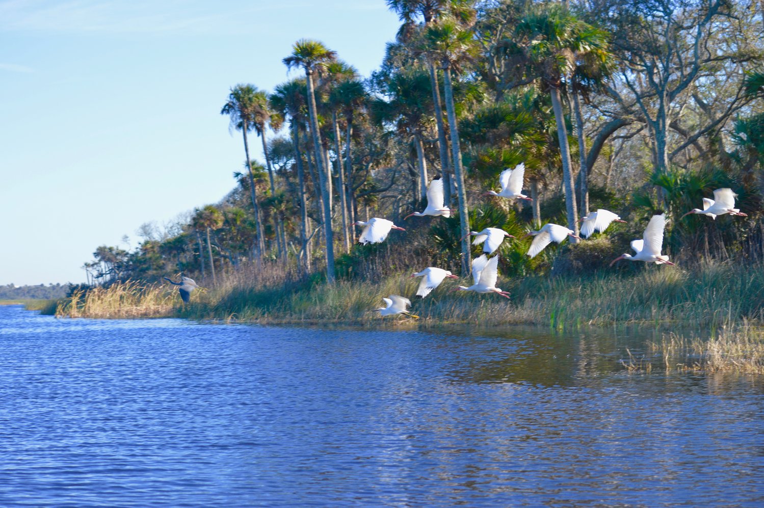 Ibis fly over Guana Lake near the Outpost in 2017.